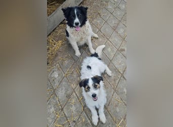 SISSICA - gerettet aus Horror Tötung Slatina, Ostern'22