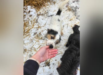 SISSICA - gerettet von der Straße nahe Slatina