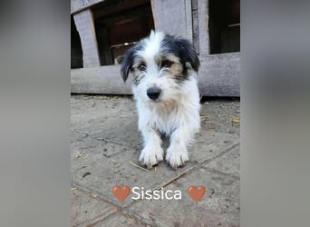 SISSICA - gerettet aus Horror Tötung Slatina, Ostern'22