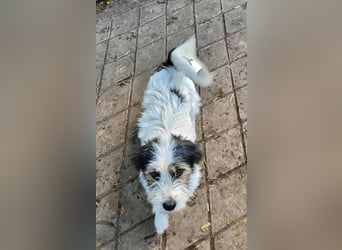 SISSICA - gerettet von der Straße nahe Slatina