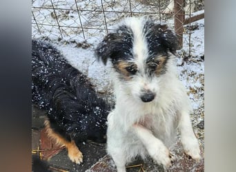 SISSICA - gerettet aus Horror Tötung Slatina, Ostern'22