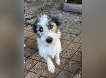 SISSICA - gerettet aus Horror Tötung Slatina, Ostern'22