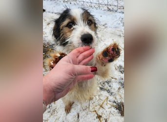 SISSICA - gerettet aus Horror Tötung Slatina, Ostern'22