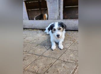 SISSICA - gerettet aus Horror Tötung Slatina, Ostern'22