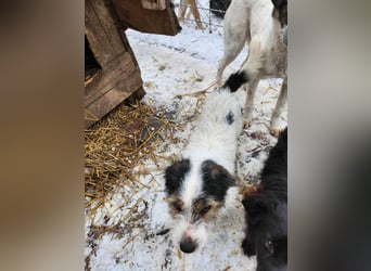 SISSICA - gerettet von der Straße nahe Slatina