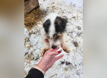 SISSICA - gerettet von der Straße nahe Slatina