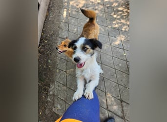 SISSICA - gerettet aus Horror Tötung Slatina, Ostern'22