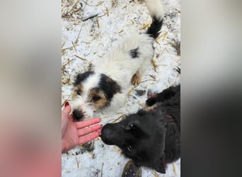 SISSICA - gerettet von der Straße nahe Slatina