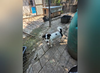 SISSICA - gerettet aus Horror Tötung Slatina, Ostern'22