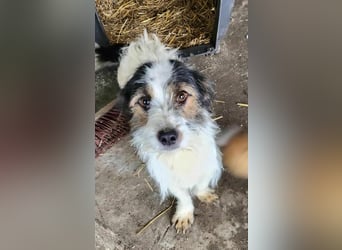 SISSICA - gerettet aus Horror Tötung Slatina, Ostern'22