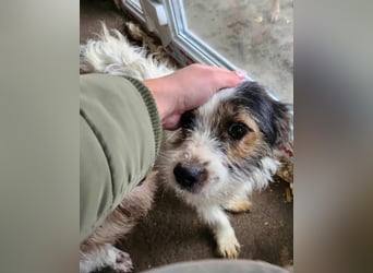 SISSICA - gerettet von der Straße nahe Slatina