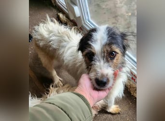 SISSICA - gerettet von der Straße nahe Slatina