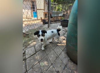 SISSICA - gerettet von der Straße nahe Slatina