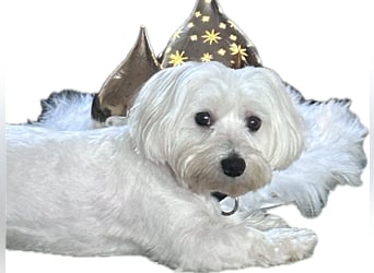 Balu sucht ein neues Zuhause