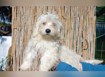 Balu sucht ein neues Zuhause