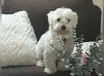 Balu sucht ein neues Zuhause