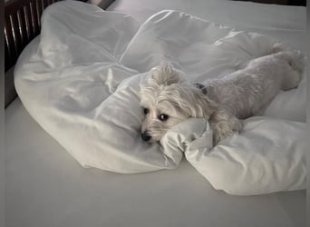 Balu sucht ein neues Zuhause