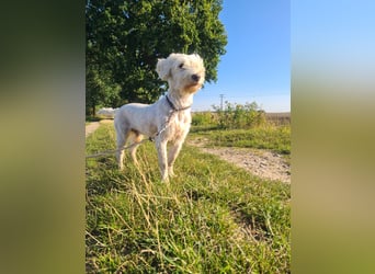 Dobby – sucht Menschen mit Hundeerfahrung und einem großen Herzen
