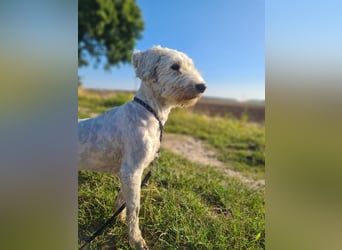 Dobby – sucht Menschen mit Hundeerfahrung und einem großen Herzen