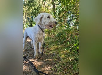 Dobby – sucht Menschen mit Hundeerfahrung und einem großen Herzen