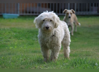Dobby – sucht Menschen mit Hundeerfahrung und einem großen Herzen