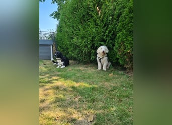 Dobby – sucht Menschen mit Hundeerfahrung und einem großen Herzen