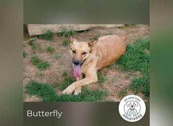 Butterfly – Bereit für die Metamorphose