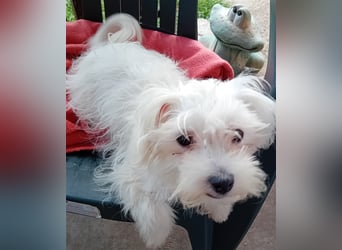 Betty, Malteser, Hündin, geb. 24.11.2023, ca. 26 cm