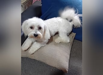 Billy, Malteser, Rüde, geb. 24.11.2023, ca. 26 cm