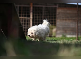 Leo - Malteser sucht sein Zuhause