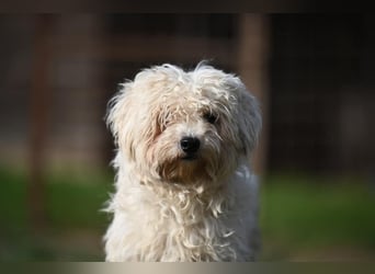 Leo - Malteser sucht sein Zuhause