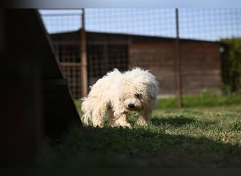 Leo - Malteser sucht sein Zuhause