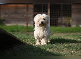 Leo - Malteser sucht sein Zuhause