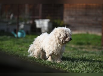 Leo - Malteser sucht sein Zuhause