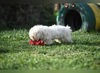 Leo - Malteser sucht sein Zuhause