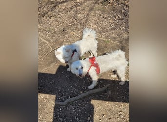 Fröhlicher Speedy sucht seine Menschen