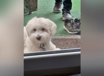 Fröhlicher Speedy sucht seine Menschen