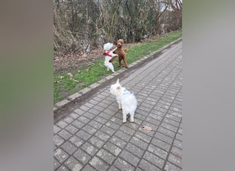 Fröhlicher Speedy sucht seine Menschen