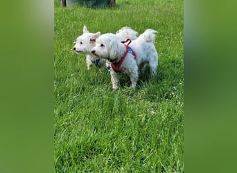 Fröhlicher Speedy sucht seine Menschen