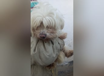 Bella 2-PP, kleine Wuschelmaus sucht Familie