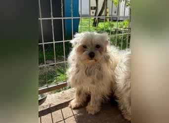 Diddy PP – vorsichtiger Malteser-Senior sucht ruhiges Zuhause 