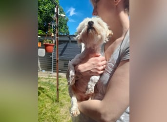 Bali. lieber Malteser Rüde geb. 05/2017