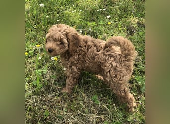 Wunderschöne, verschmuste reinrassige Maltipoo Welpe