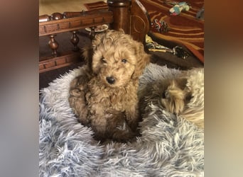 Teddy , wunderschöne, verschmuste reinrassige Maltipoo, Toypuder Welpe