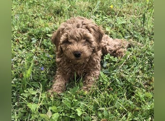 Wunderschöne, verschmuste reinrassige Maltipoo Welpe
