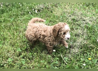 "Wunderschöne, verschmuste reinrassige Maltipoo  Welpe"
