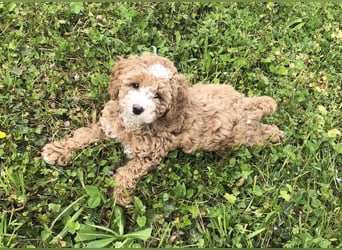 "Wunderschöne, verschmuste reinrassige Maltipoo  Welpe"