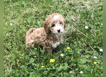 "Wunderschöne, verschmuste reinrassige Maltipoo  Welpe"