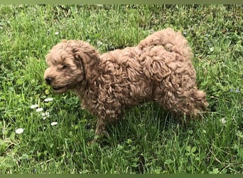 Wunderschöne, verschmuste reinrassige Maltipoo Welpe