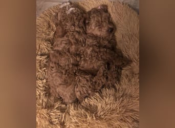 Teddy , wunderschöne, verschmuste reinrassige Maltipoo, Toypuder Welpe